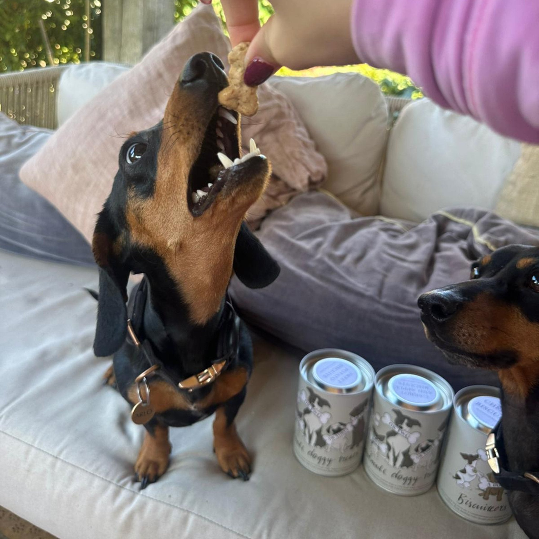 Sweet Potato Doggy Treats - Biscuiteers