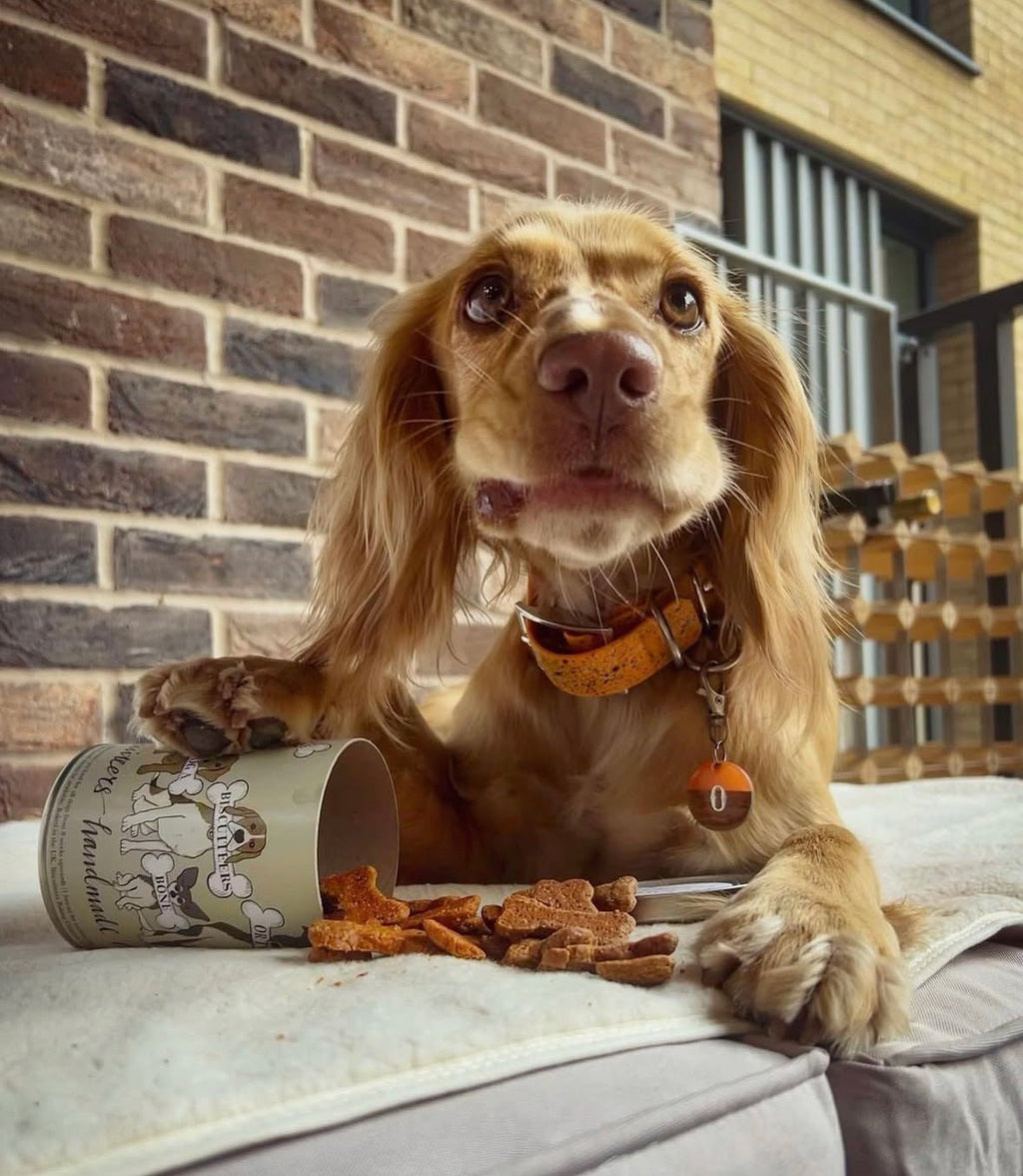Biscuiteers Doggy Biscuit Treats - Biscuiteers